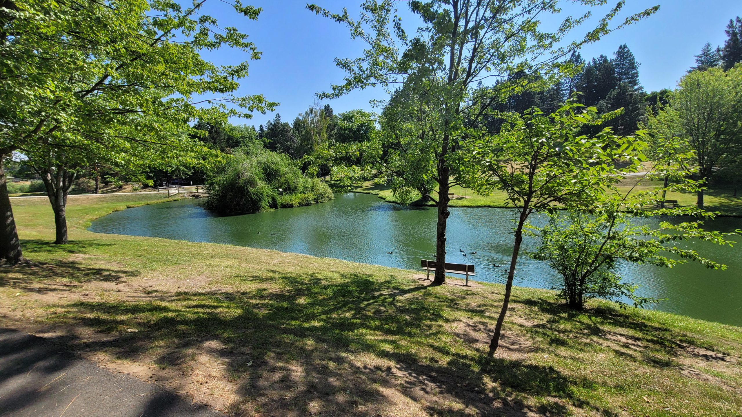Duck pond at Sunnyside Park in Pullman Washington